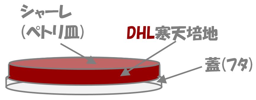 サルモネラの検査⑮