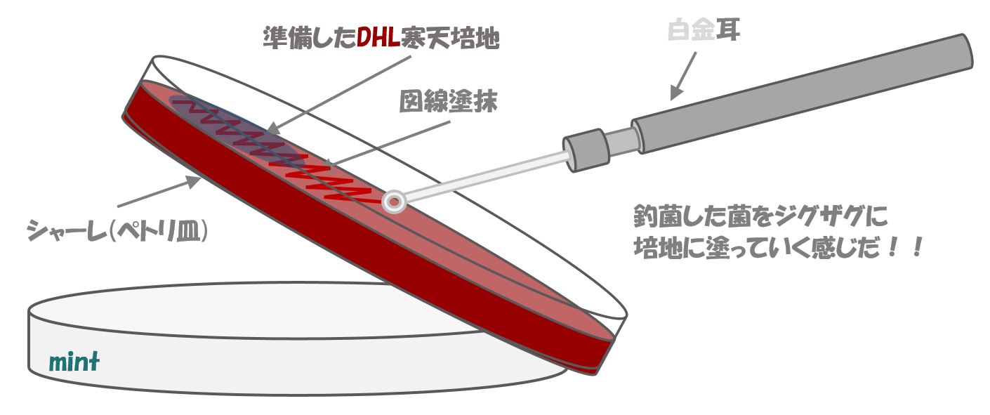 サルモネラの検査⑯