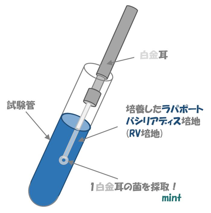 サルモネラの検査㉝